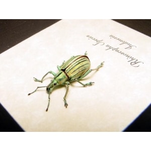 Rhinoscapha Glowing florescent Green Weevil Beetle Framed Taxidermy Display
