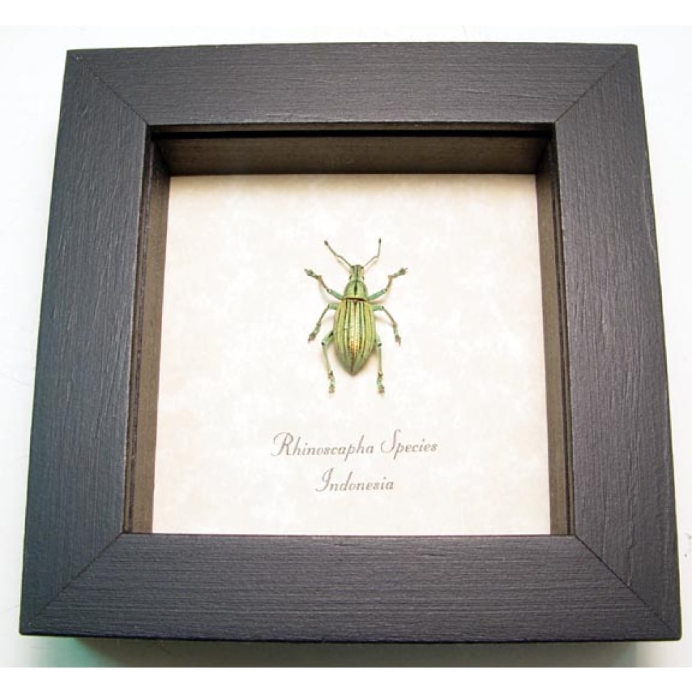 Rhinoscapha Glowing florescent Green Weevil Beetle Framed Taxidermy Display