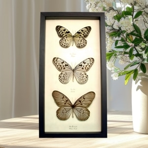 Rice Paper Butterfly Collection Real Framed Butterflies