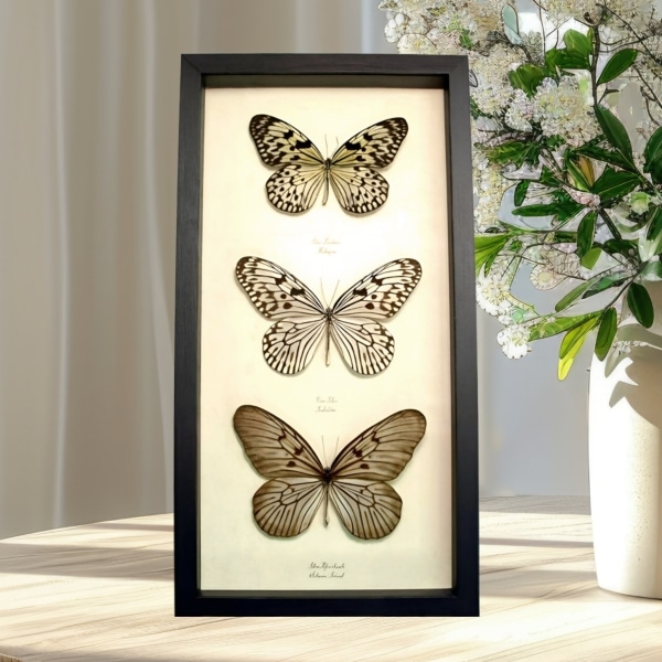 Rice Paper Butterfly Collection Real Framed Butterflies
