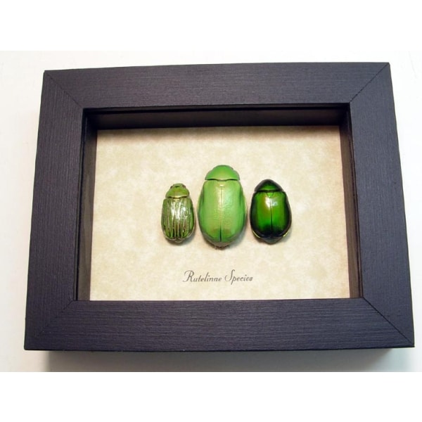 Rutelinae Set Leaf Beetle Collection Framed Green Beetles Taxidermy Display