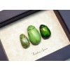 Rutelinae Set Leaf Beetle Collection Framed Green Beetles Taxidermy Display