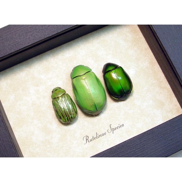 Rutelinae Set Leaf Beetle Collection Framed Green Beetles Taxidermy Display