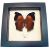Salamis Cacta Lilac Beauty Butterfly Framed Taxidermy Display
