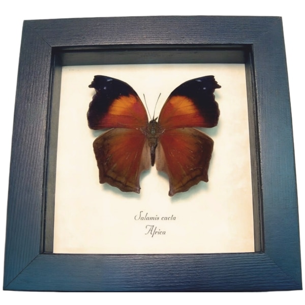 Salamis Cacta Lilac Beauty Butterfly Framed Taxidermy Display