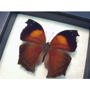 Salamis Cacta Lilac Beauty Butterfly Framed Taxidermy Display