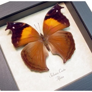 Salamis cacta Female Lilac Beauty Butterfly Framed Taxidermy Display