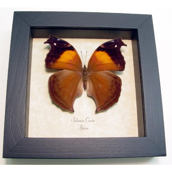 Salamis cacta Female Lilac Beauty Butterfly Framed Taxidermy Display