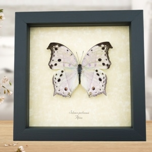 Framed Mother Of Pearl African Butterfly Salamis parhassus Taxidermy Display