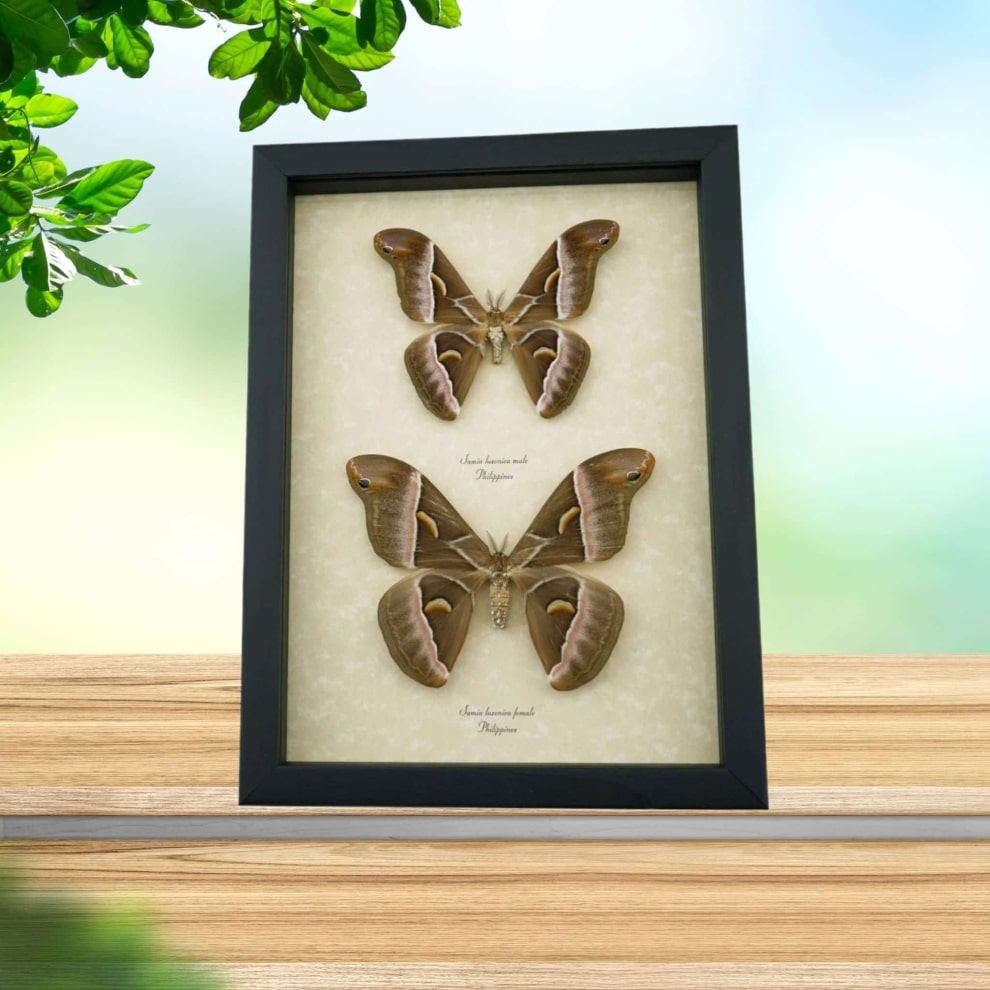 Samia luzonica Pair Moth Giant Silk Moths Framed Taxidermy Display