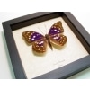 Sasakia charonda Japanese Emperor Framed Purple Butterfly