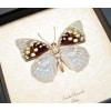 Sasakia charonda verso Japanese Emperor Framed Butterfly Taxidermy Display
