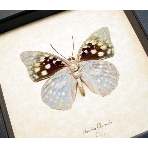 Sasakia charonda verso Japanese Emperor Framed Butterfly Taxidermy Display