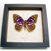 Sasakia charonda Japanese Emperor Framed Purple Butterfly