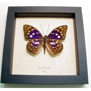 Sasakia charonda Japanese Emperor Framed Purple Butterfly