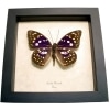 Japanese Purple Emperor Butterfly Sasakia charonda Framed Taxidermy Display