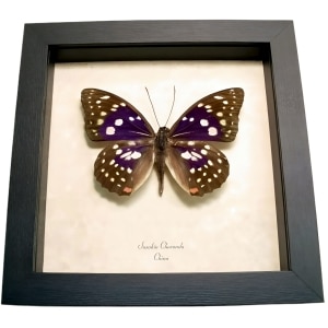 Japanese Purple Emperor Butterfly Sasakia charonda Framed Taxidermy Display