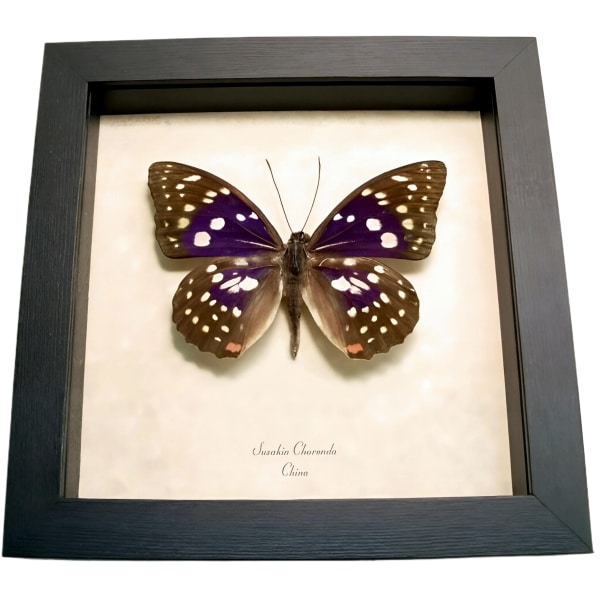 Japanese Purple Emperor Butterfly Sasakia charonda Framed Taxidermy Display