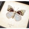 Sasakia charonda verso Japanese Emperor Framed Butterfly Taxidermy Display