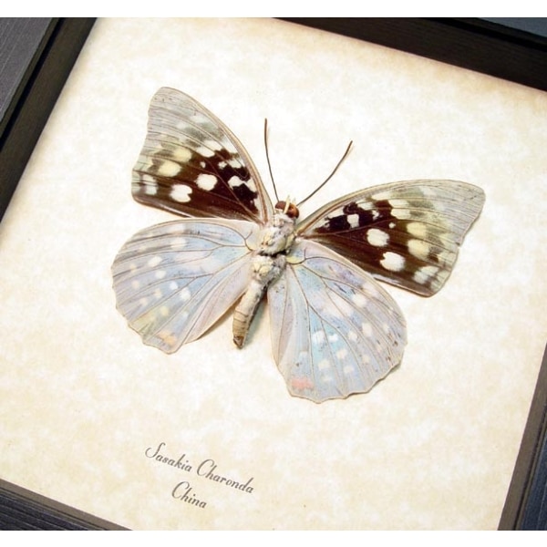 Sasakia charonda verso Japanese Emperor Framed Butterfly Taxidermy Display
