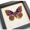 Sasakia charonda Japanese Emperor Framed Purple Butterfly