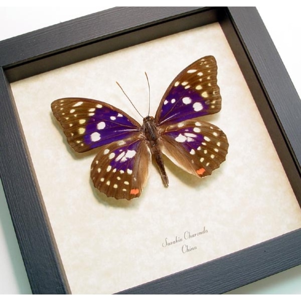 Sasakia charonda Japanese Emperor Framed Purple Butterfly
