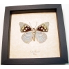 Sasakia charonda verso Japanese Emperor Framed Butterfly Taxidermy Display