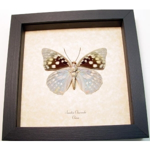 Sasakia charonda verso Japanese Emperor Framed Butterfly Taxidermy Display