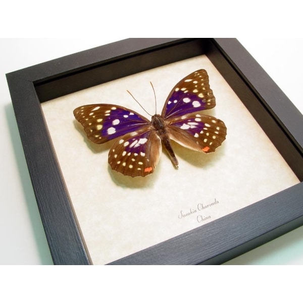 Sasakia charonda Japanese Emperor Framed Purple Butterfly