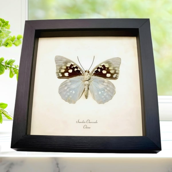 Japanese Emperor Butterfly Sasakia charonda verso Framed Taxidermy Display