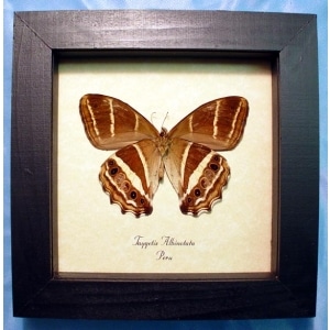 Taygetis albinotata Butterfly Solar System Satyridae Framed Taxidermy Display