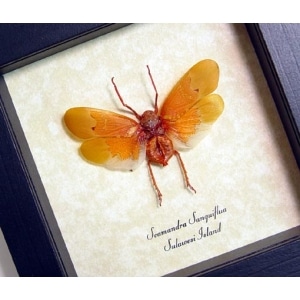 Scamandra sanguiflua Sunburst Lanternfly Framed Insect Taxidermy Display