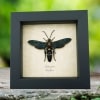Giant Solitary Wasp Megascolia procer Male Real Framed Taxidermy Display