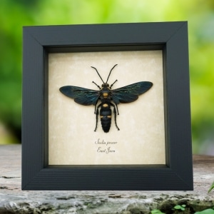 Giant Solitary Wasp Megascolia procer Male Real Framed Taxidermy Display