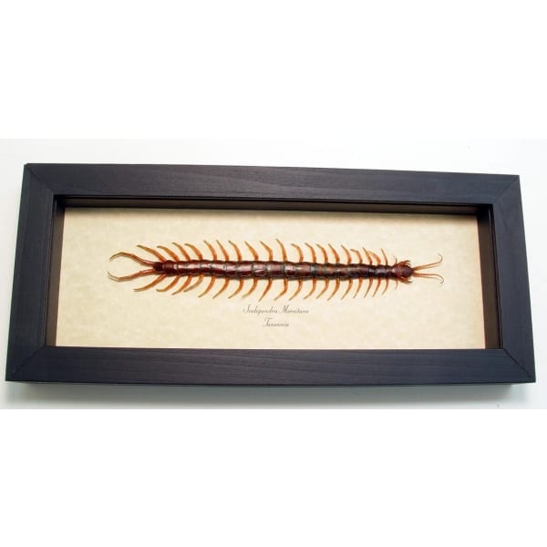 Scolopendra morsitans African Centipede Insect Framed Taxidermy Display