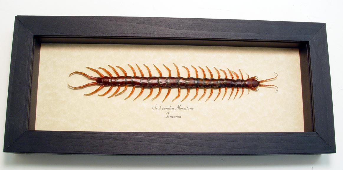 Insects & Insect Kits Industrial & Scientific REAL CENTIPEDE MILLIPEDE SCOLOPENDRA MORSITANS