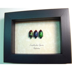 Scutelleridae Set Green Man Face Bugs Framed Taxidermy Display