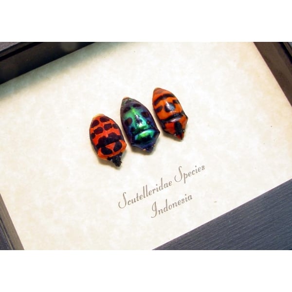 Scutelleridae Set Man Face Beetles Framed Taxidermy Display