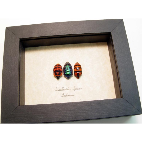 Scutelleridae Set Man Face Beetles Framed Taxidermy Display