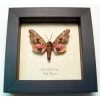 Smerinthus cerisyi Sphinx Moth Framed Taxidermy Display