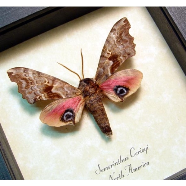 Smerinthus cerisyi Sphinx Moth Framed Taxidermy Display