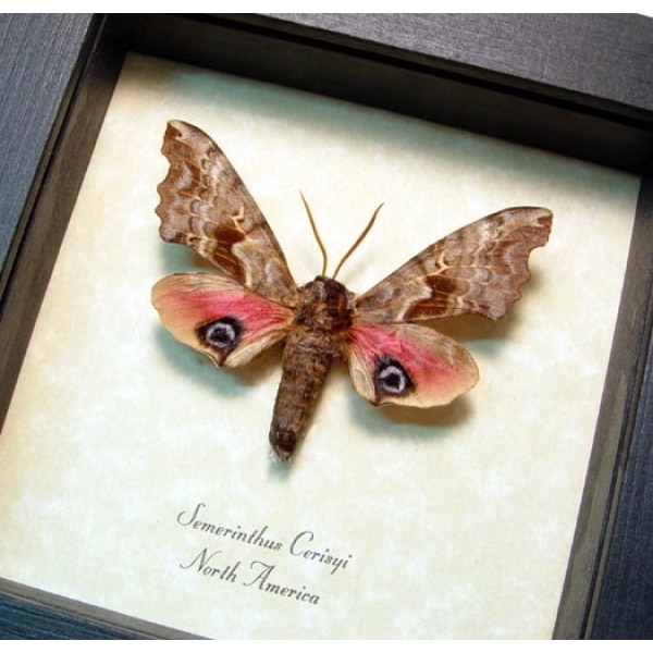 Smerinthus cerisyi Sphinx Moth Framed Taxidermy Display
