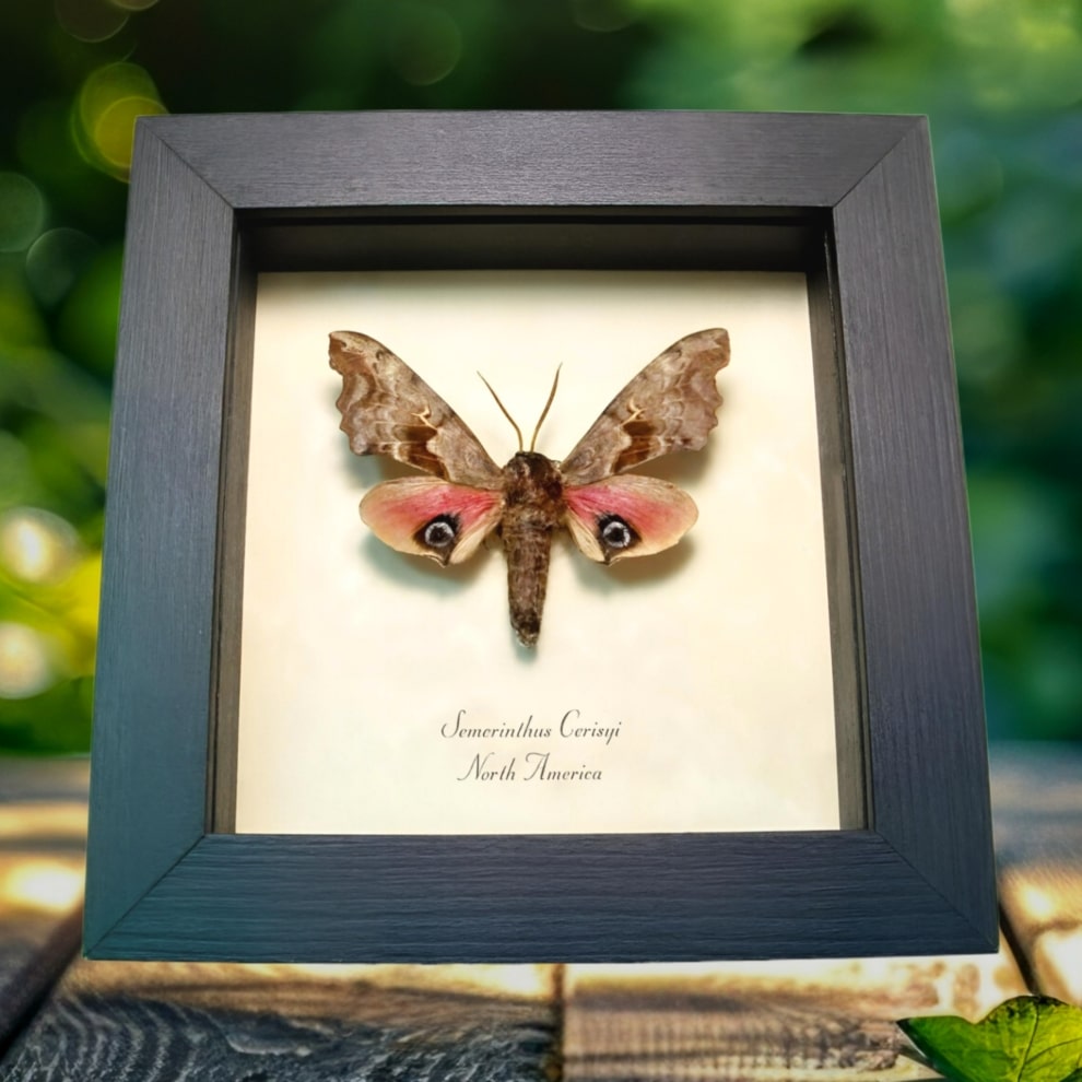 Pink Sphinx Moth Smerinthus cerisyi Framed Taxidermy Display