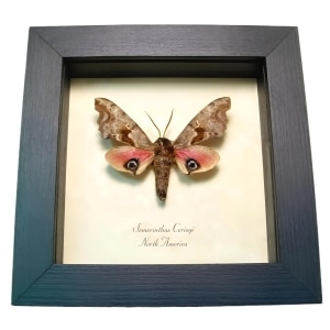 Pink Sphinx Moth Smerinthus cerisyi Framed Taxidermy Display