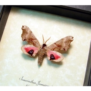 Smerinthus jamaicensis Sphinx Moth Framed Taxidermy Display