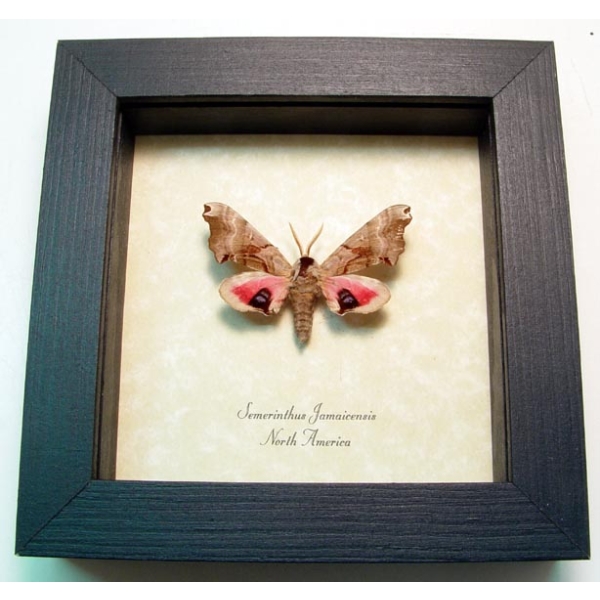 Smerinthus jamaicensis Sphinx Moth Framed Taxidermy Display