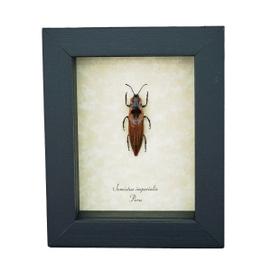 Orange Pin striped Click Beetle Semiotus imperialis Framed Taxidermy Display