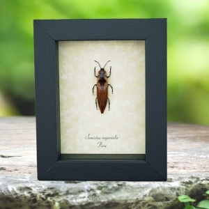 Orange Pin striped Click Beetle Semiotus imperialis Framed Taxidermy Display