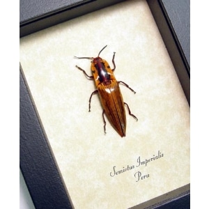 Semiotus imperialis Click Beetle Framed Taxidermy Display