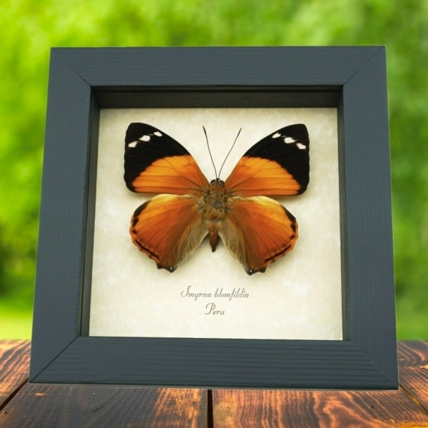 Smyrna blomfildia Blomfild's Beauty Butterfly Framed Taxidermy Display